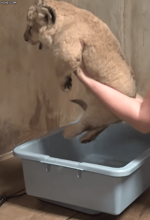 아기사자 | 인스티즈