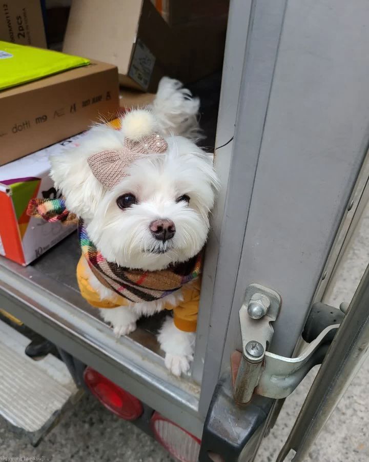 크리스마스 이브에도 열일 중인 택배견 경태.jpg | 인스티즈