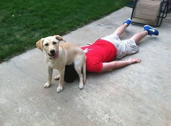 강아지가 주인을 정말 신뢰하고 있을때 보이는 행동.jpg | 인스티즈