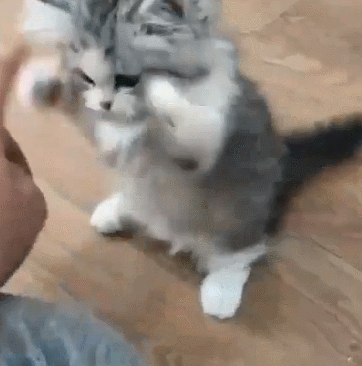 고양이 움짤.gif | 인스티즈
