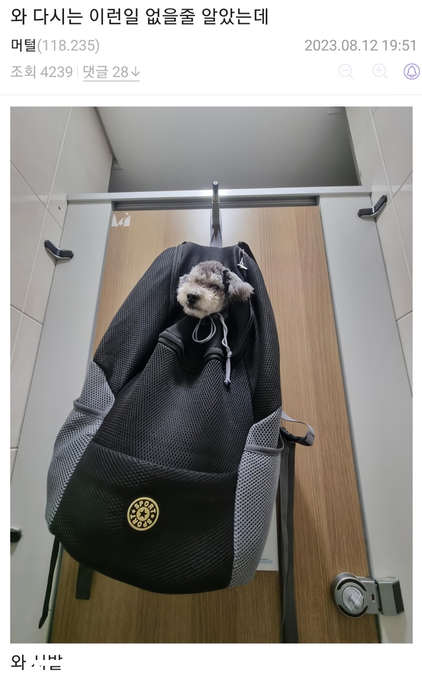 댕댕이랑 산책하다가 화장실이 급했던 견주 | 인스티즈