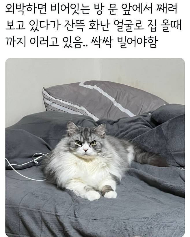 진짜 열받은 고양이 표정 | 인스티즈