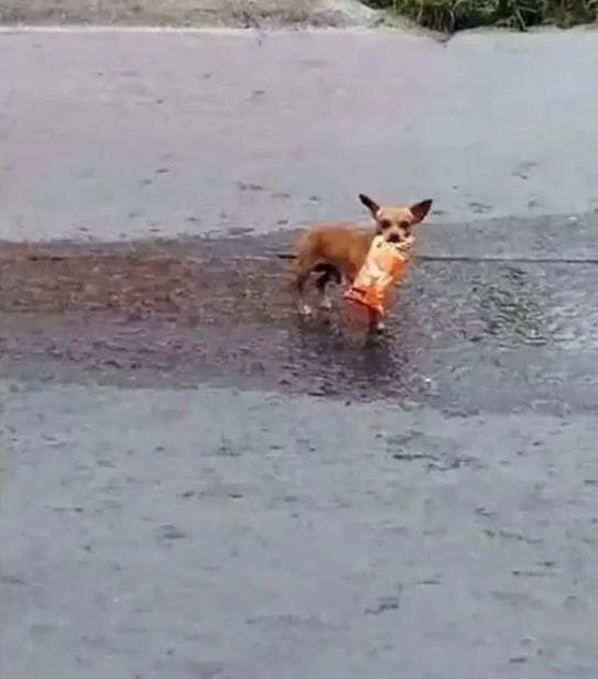 시킴 이미지