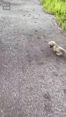 안아달라는 멍뭉이 | 인스티즈