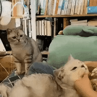 집사가 다른 냥이 만질때 보이는 반응.gif | 인스티즈