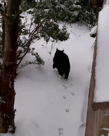 발에 묻은 눈 털면서 걷는 고양이.gif | 인스티즈