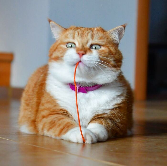 러시아 고양이 .jpg | 인스티즈