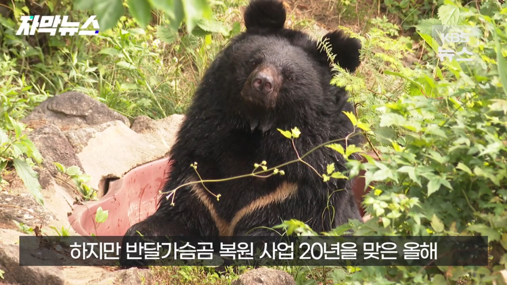 스압)지리산 반달가슴곰, 양봉 농가 꿀 빼먹었다 | 인스티즈