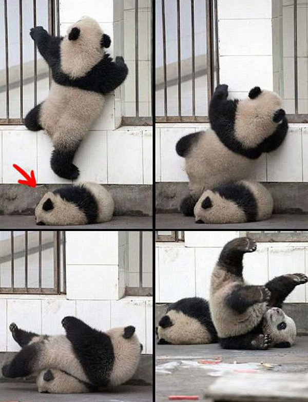 판다 이미지
