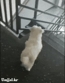 주인을 반기는 강아지 | 인스티즈