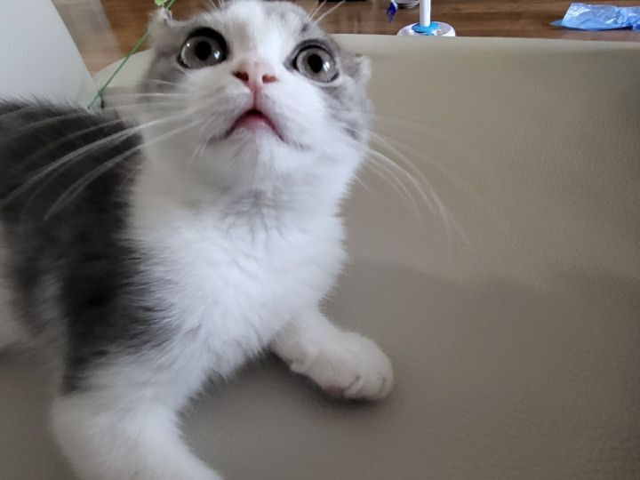 사람만큼 다양한 표정을 짓는 고양이 | 인스티즈