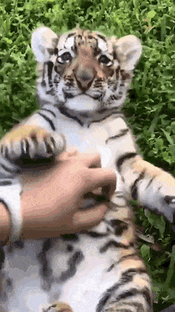 사람이 만질때는 발톱 숨겨주는 아기 호랑이.gif | 인스티즈