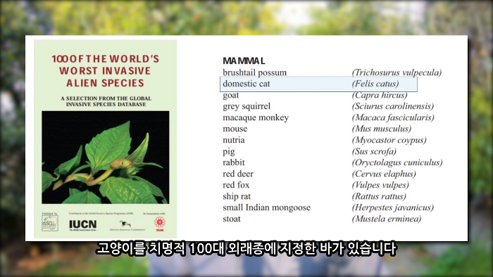 [사진100장스압] 고양이가 자연생태계에 끼치는 심각한 영향 | 인스티즈