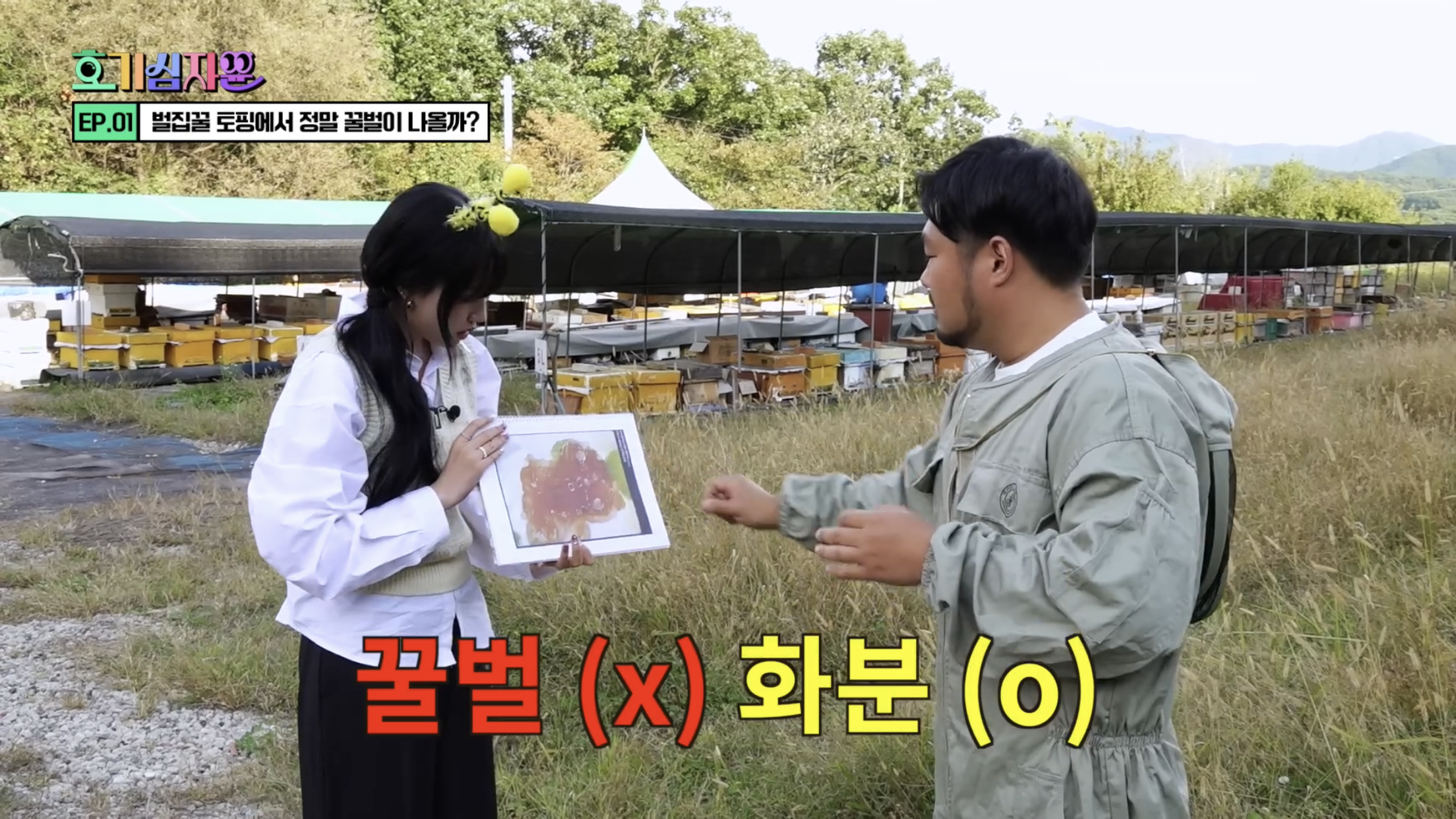 요거트 아이스크림 벌집꿀에서 나오는 벌의 정체............jpg | 인스티즈