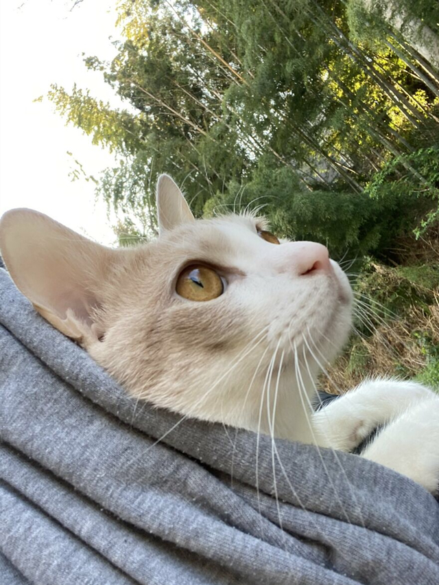 고양이가 산책을 너무 좋아해서 전용 우산까지 마련한 집사 | 인스티즈