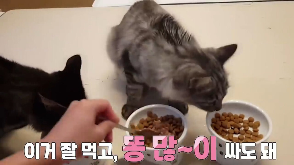 [스압주의] 일본인 캣맘 유튜버 2편 - 3천만원짜리 고양이 집 지음 | 인스티즈