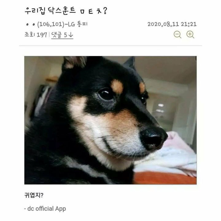 우리집 닥스훈트 ㅁㅌㅊ? | 인스티즈