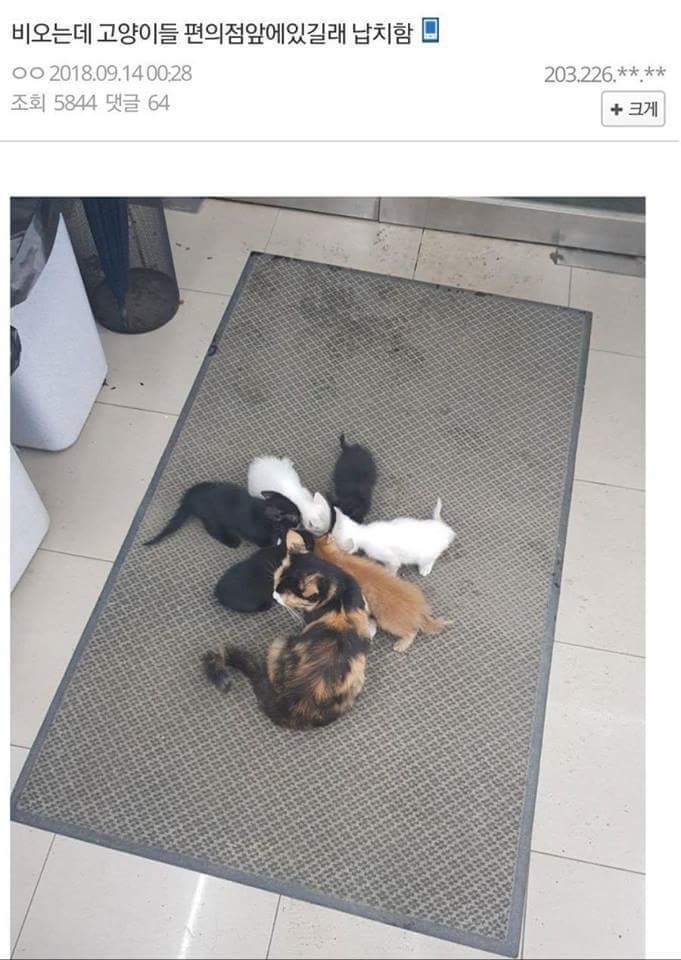 고양이가족 납치 | 인스티즈