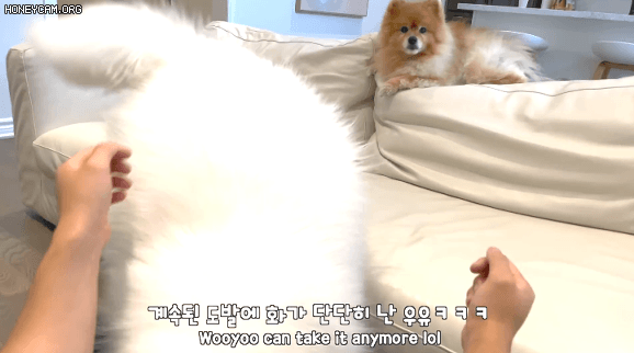 댕댕이 쓰다듬는 척만 했을때 반응 | 인스티즈
