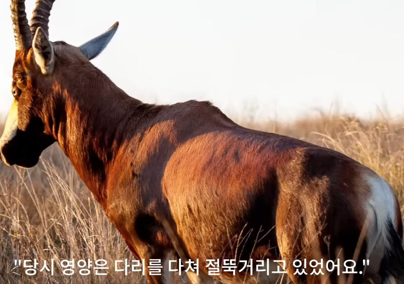 인간외에 자살을 선택하는 동물이 있을까? | 인스티즈