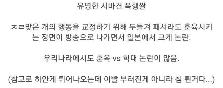 폭행 훈육 시바견 근황 | 인스티즈