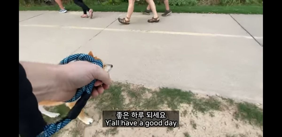 미국에서 당연시된다는 애견 문화 | 인스티즈