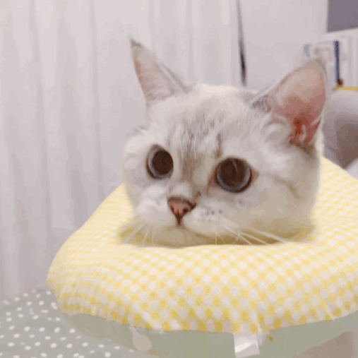 250년 전 조상이 말하는 고양이의 특성.jpg | 인스티즈