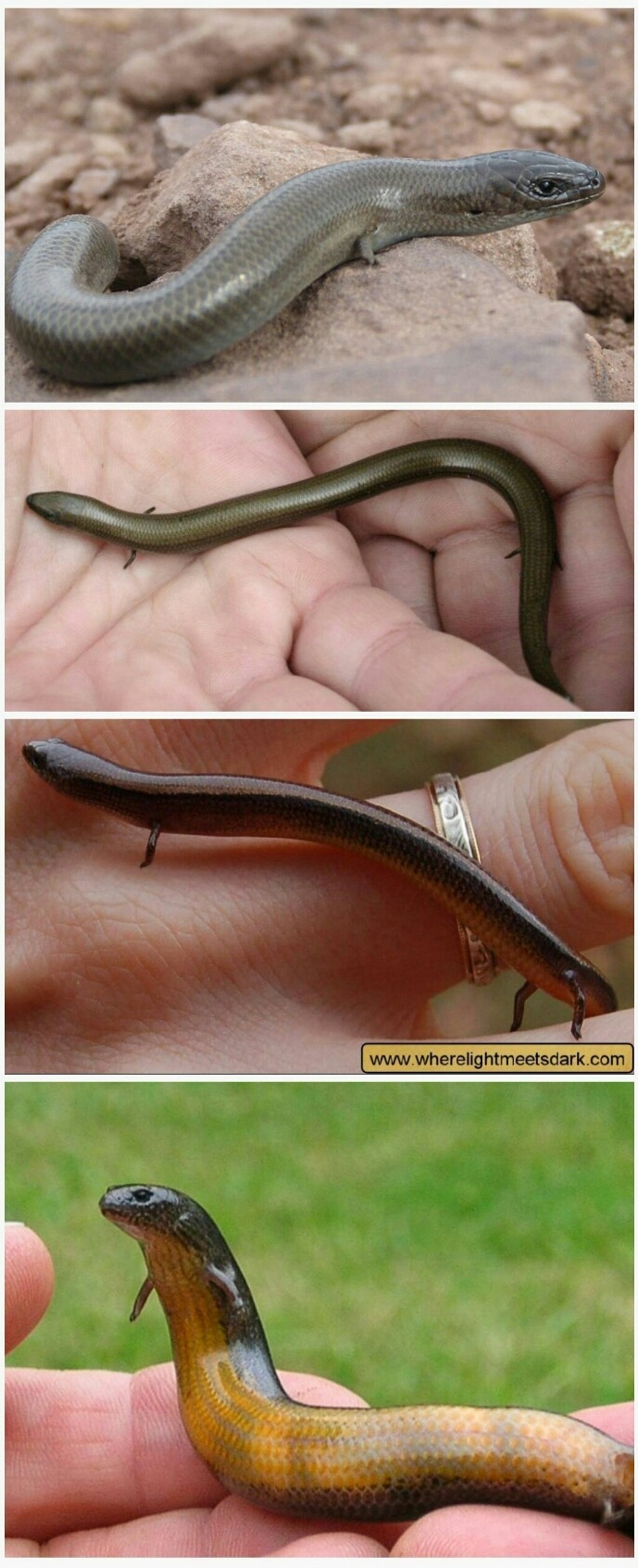 도마뱀 되다 만거.jpg | 인스티즈