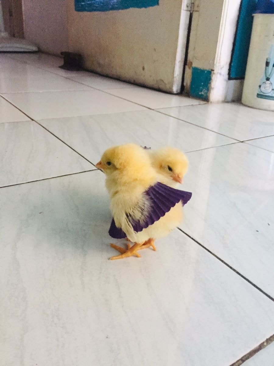 에그타르트 꼭 냉장보관해야 하는 이유 | 인스티즈