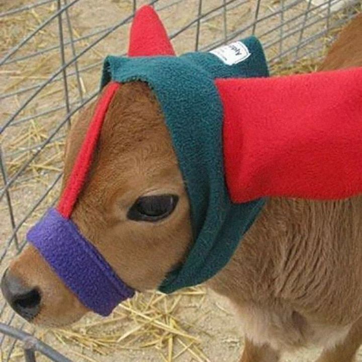 귀도리한 송아지 | 인스티즈