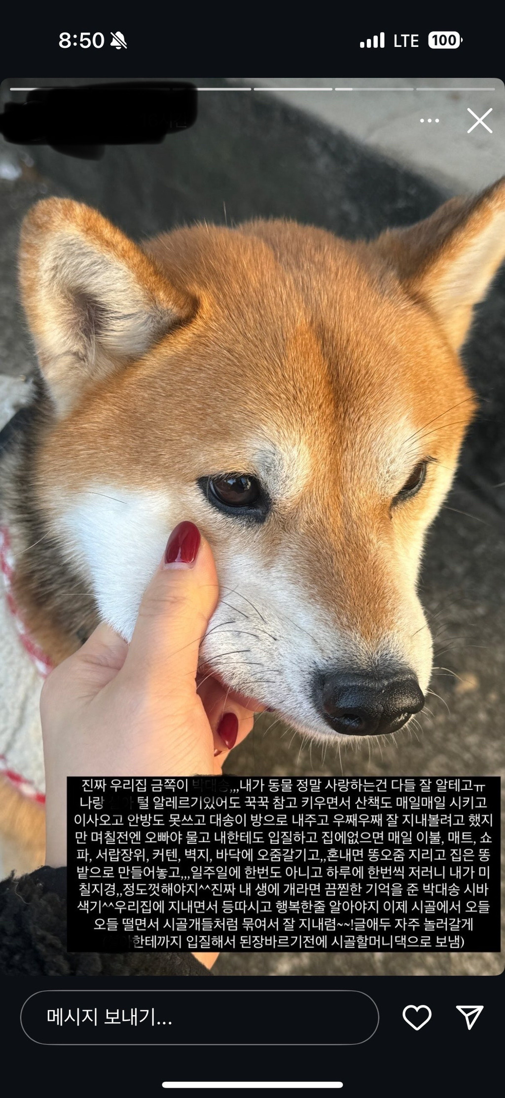 실시간랭킹)시바견 파양 sns 전시한 인플루언서 | 인스티즈