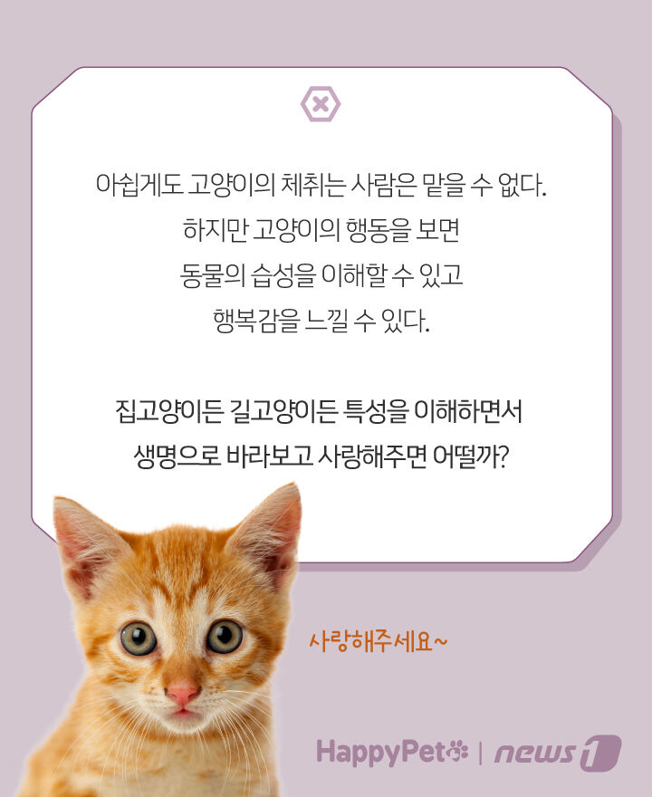 사람 따라다니며 얼굴 비비는 고양이, 왜 그러는 거죠? | 인스티즈
