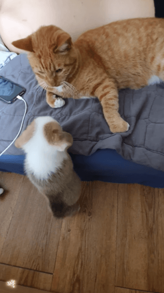 고양이 인성 | 인스티즈