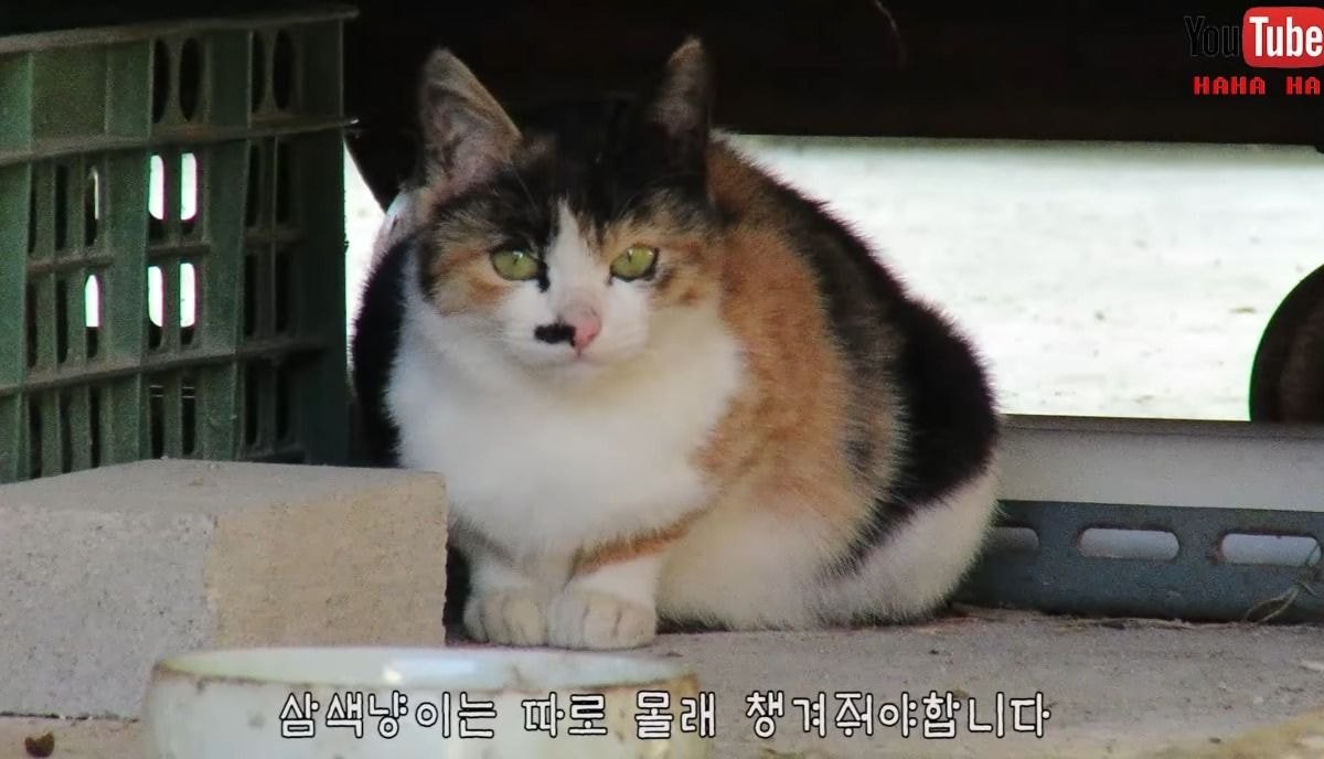 [hahaha] 아기 삼색냥이 인생 최대의 도박 | 인스티즈