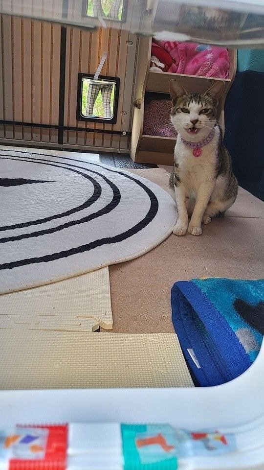 경남의 한 아파트의 길고양이 집.jpg | 인스티즈