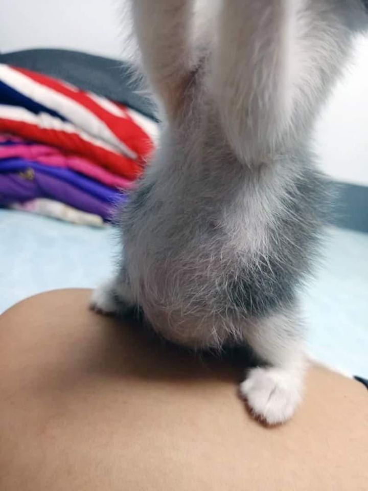 분유 한통을 다먹은 아기고양이 | 인스티즈