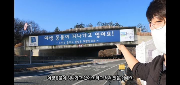 도로 위 야생동물 생태통로를 이용하는 동물들.jpg | 인스티즈