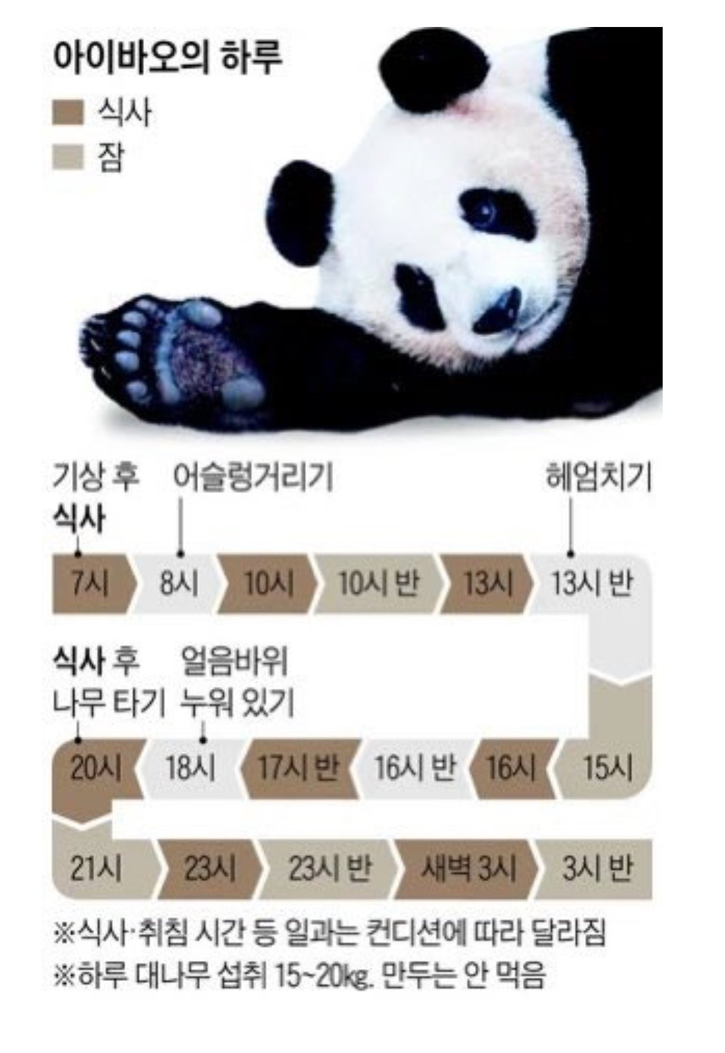 에버랜드 판다의 하루 일과표 | 인스티즈