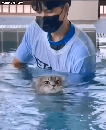 수영하는 고양이 | 인스티즈