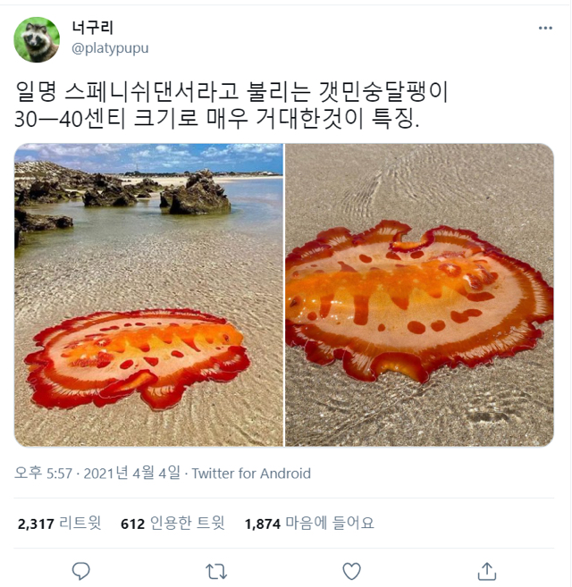 피자 같은 달팽이 | 인스티즈
