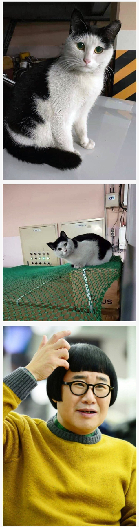 고양이 이름이 양락인 이유 | 인스티즈