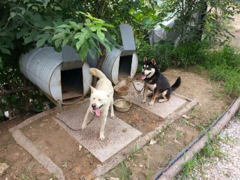 진도스키 및 오리 및 닭들 | 인스티즈