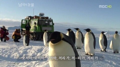 펭귄이 인간을 따라오는 이유 | 인스티즈