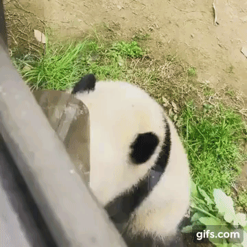 관객들에게 팬서비스 하는 아기 판다 푸바오.gif | 인스티즈