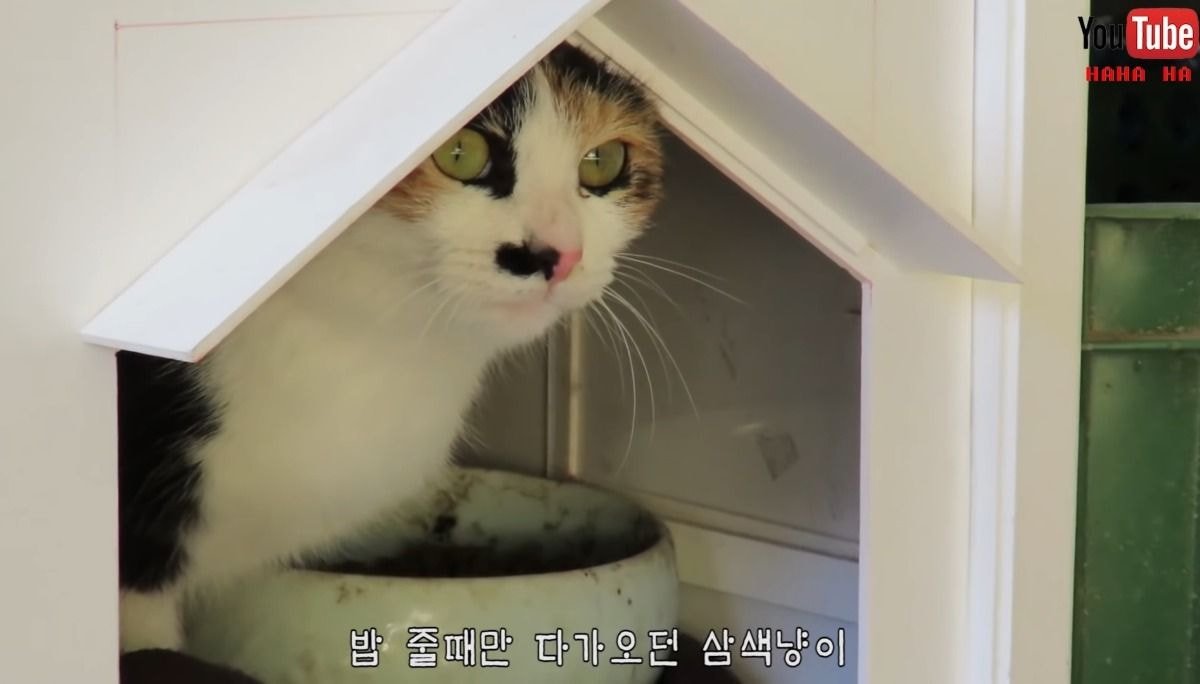 [hahaha] 아기 삼색냥이 인생 최대의 도박 | 인스티즈
