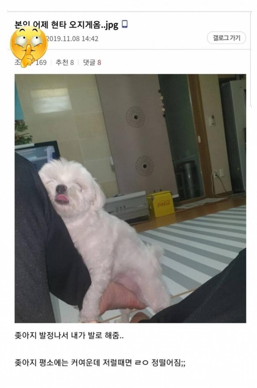 디씨 댕댕이 인증 레전드 모음 | 인스티즈