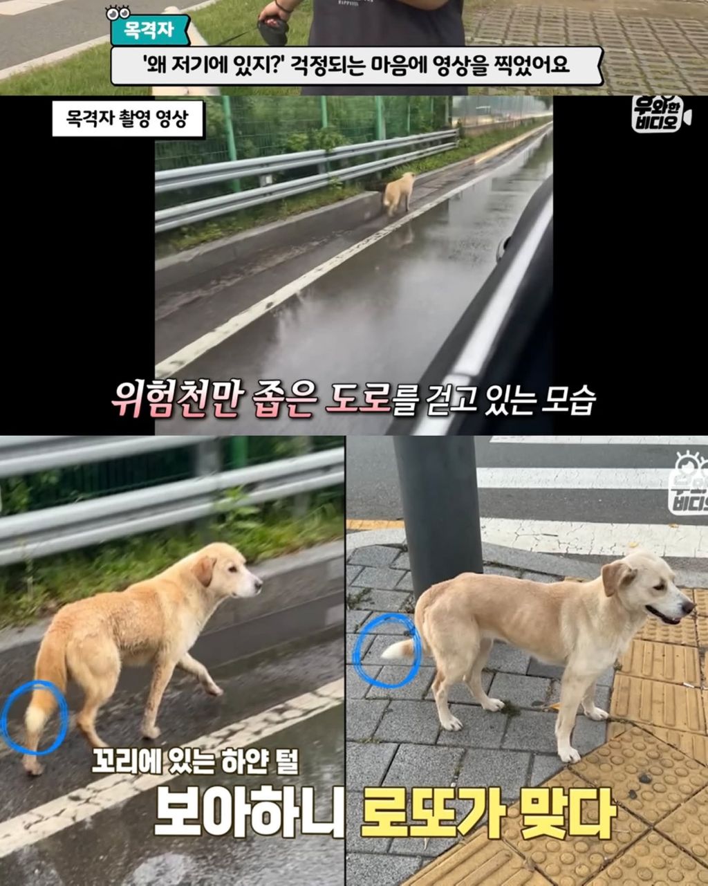 한달만에 집으로 돌아온 댕댕이 | 인스티즈