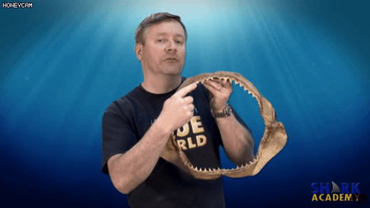 상어의 구강구조 ㄷㄷㄷㄷ.JPGIF | 인스티즈