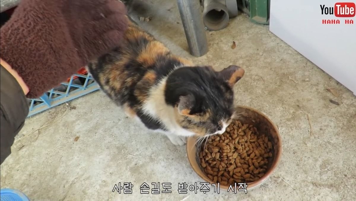 [hahaha] 아기 삼색냥이 인생 최대의 도박 | 인스티즈
