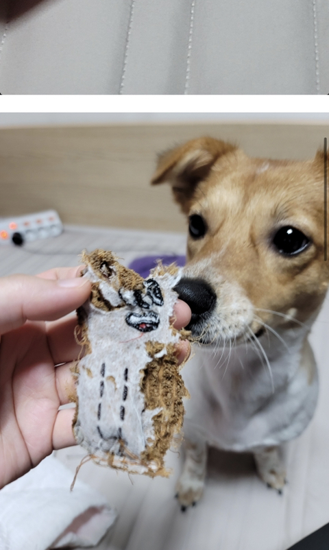 어제 동물병원 갔는데 옆테 다른 견주분이 몇살이냐고 물어보길래 26살이라고 대답했거든..? | 인스티즈